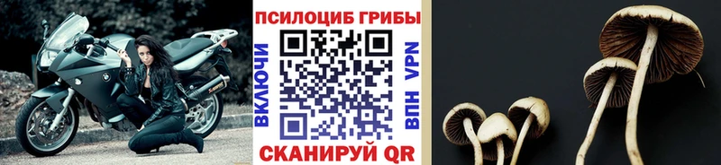 Псилоцибиновые грибы мицелий  Высоковск 